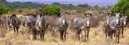 Elephant Watch Camp